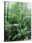 Rain Forest, Costa Rica-Lynn M^ Stone-Stretched Canvas