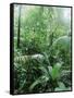 Rain Forest, Costa Rica-Lynn M^ Stone-Framed Stretched Canvas