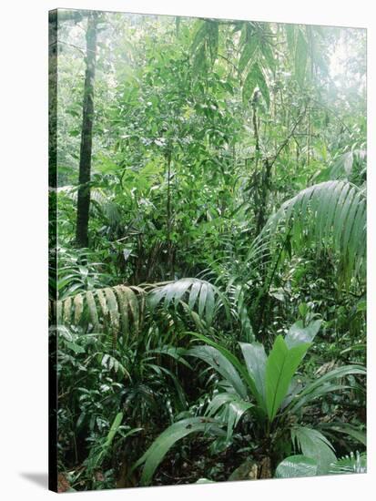 Rain Forest, Costa Rica-Lynn M^ Stone-Stretched Canvas