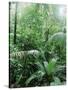 Rain Forest, Costa Rica-Lynn M^ Stone-Stretched Canvas