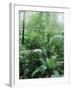 Rain Forest, Costa Rica-Lynn M^ Stone-Framed Premium Photographic Print