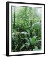 Rain Forest, Costa Rica-Lynn M^ Stone-Framed Premium Photographic Print