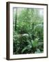 Rain Forest, Costa Rica-Lynn M^ Stone-Framed Premium Photographic Print