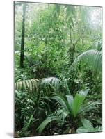 Rain Forest, Costa Rica-Lynn M^ Stone-Mounted Premium Photographic Print