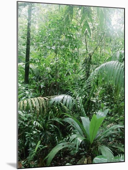 Rain Forest, Costa Rica-Lynn M^ Stone-Mounted Premium Photographic Print