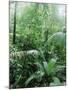 Rain Forest, Costa Rica-Lynn M^ Stone-Mounted Premium Photographic Print