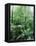 Rain Forest, Costa Rica-Lynn M^ Stone-Framed Stretched Canvas