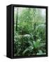 Rain Forest, Costa Rica-Lynn M^ Stone-Framed Stretched Canvas