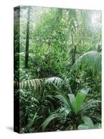 Rain Forest, Costa Rica-Lynn M^ Stone-Stretched Canvas