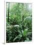 Rain Forest, Costa Rica-Lynn M^ Stone-Framed Photographic Print