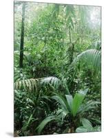 Rain Forest, Costa Rica-Lynn M^ Stone-Mounted Photographic Print