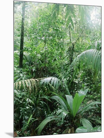 Rain Forest, Costa Rica-Lynn M^ Stone-Mounted Photographic Print