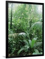 Rain Forest, Costa Rica-Lynn M^ Stone-Framed Photographic Print