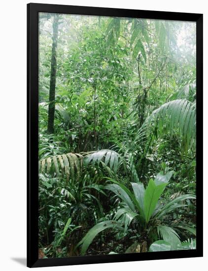 Rain Forest, Costa Rica-Lynn M^ Stone-Framed Photographic Print