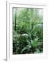 Rain Forest, Costa Rica-Lynn M^ Stone-Framed Photographic Print