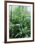 Rain Forest, Costa Rica-Lynn M^ Stone-Framed Photographic Print