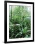 Rain Forest, Costa Rica-Lynn M^ Stone-Framed Photographic Print