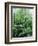 Rain Forest, Costa Rica-Lynn M^ Stone-Framed Photographic Print