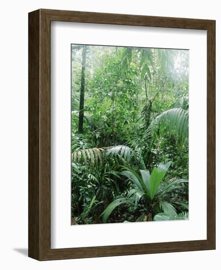 Rain Forest, Costa Rica-Lynn M^ Stone-Framed Photographic Print