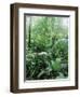 Rain Forest, Costa Rica-Lynn M^ Stone-Framed Photographic Print