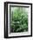 Rain Forest, Costa Rica-Lynn M^ Stone-Framed Photographic Print