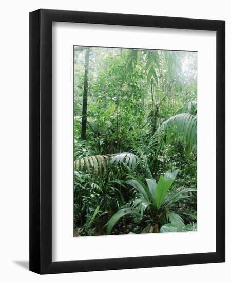 Rain Forest, Costa Rica-Lynn M^ Stone-Framed Photographic Print