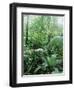 Rain Forest, Costa Rica-Lynn M^ Stone-Framed Photographic Print