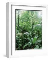 Rain Forest, Costa Rica-Lynn M^ Stone-Framed Photographic Print