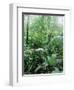 Rain Forest, Costa Rica-Lynn M^ Stone-Framed Photographic Print