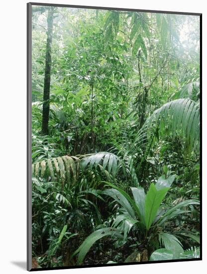 Rain Forest, Costa Rica-Lynn M^ Stone-Mounted Photographic Print