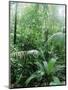 Rain Forest, Costa Rica-Lynn M^ Stone-Mounted Photographic Print