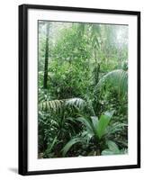 Rain Forest, Costa Rica-Lynn M^ Stone-Framed Photographic Print