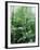 Rain Forest, Costa Rica-Lynn M^ Stone-Framed Photographic Print