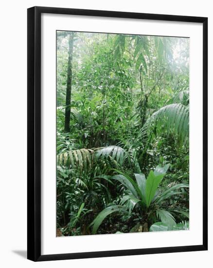 Rain Forest, Costa Rica-Lynn M^ Stone-Framed Photographic Print