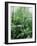 Rain Forest, Costa Rica-Lynn M^ Stone-Framed Photographic Print