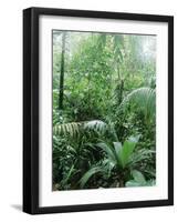 Rain Forest, Costa Rica-Lynn M^ Stone-Framed Photographic Print