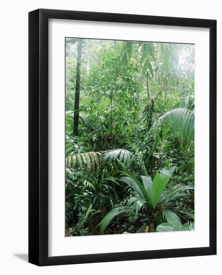 Rain Forest, Costa Rica-Lynn M^ Stone-Framed Photographic Print