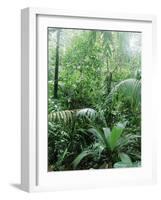 Rain Forest, Costa Rica-Lynn M^ Stone-Framed Photographic Print