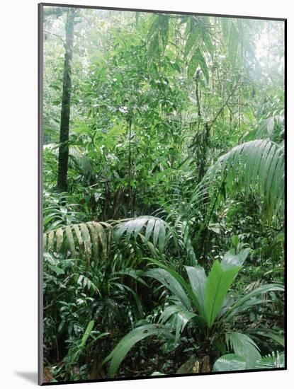 Rain Forest, Costa Rica-Lynn M^ Stone-Mounted Photographic Print