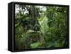 Rain Forest, Fairchild Tropical Gardens, Miami, Florida, USA-Angelo Cavalli-Framed Stretched Canvas