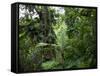 Rain Forest, Fairchild Tropical Gardens, Miami, Florida, USA-Angelo Cavalli-Framed Stretched Canvas