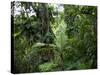 Rain Forest, Fairchild Tropical Gardens, Miami, Florida, USA-Angelo Cavalli-Stretched Canvas