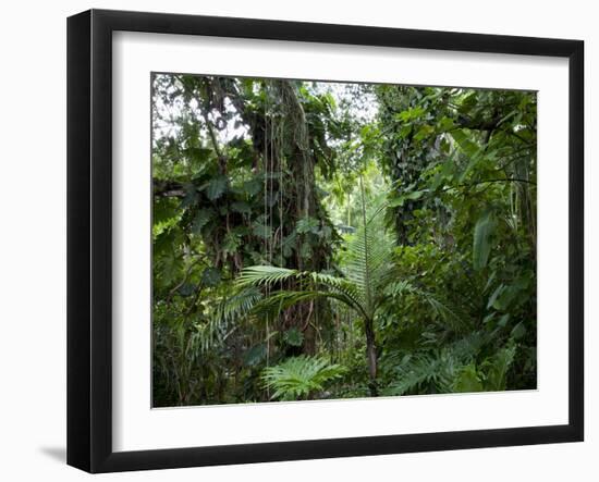 Rain Forest, Fairchild Tropical Gardens, Miami, Florida, USA-Angelo Cavalli-Framed Photographic Print