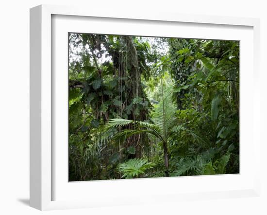 Rain Forest, Fairchild Tropical Gardens, Miami, Florida, USA-Angelo Cavalli-Framed Photographic Print