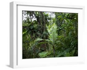Rain Forest, Fairchild Tropical Gardens, Miami, Florida, USA-Angelo Cavalli-Framed Photographic Print