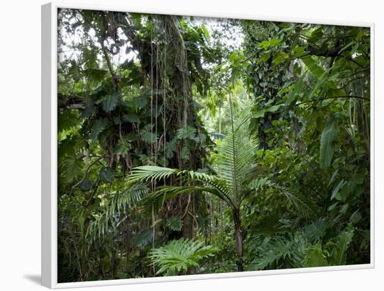 Rain Forest, Fairchild Tropical Gardens, Miami, Florida, USA-Angelo Cavalli-Framed Photographic Print