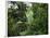 Rain Forest, Fairchild Tropical Gardens, Miami, Florida, USA-Angelo Cavalli-Framed Photographic Print