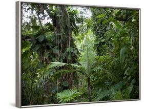 Rain Forest, Fairchild Tropical Gardens, Miami, Florida, USA-Angelo Cavalli-Framed Photographic Print