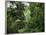 Rain Forest, Fairchild Tropical Gardens, Miami, Florida, USA-Angelo Cavalli-Framed Photographic Print