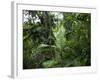 Rain Forest, Fairchild Tropical Gardens, Miami, Florida, USA-Angelo Cavalli-Framed Photographic Print